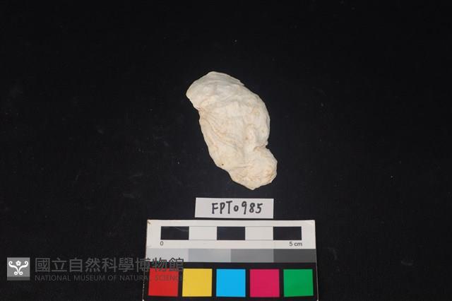 貝殼藏品圖，第1張