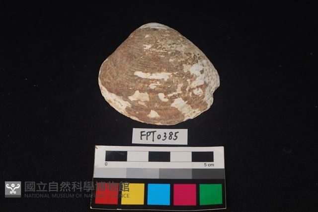 貝殼藏品圖，第1張