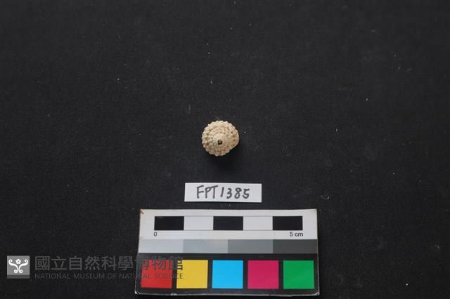 貝殼藏品圖，第1張