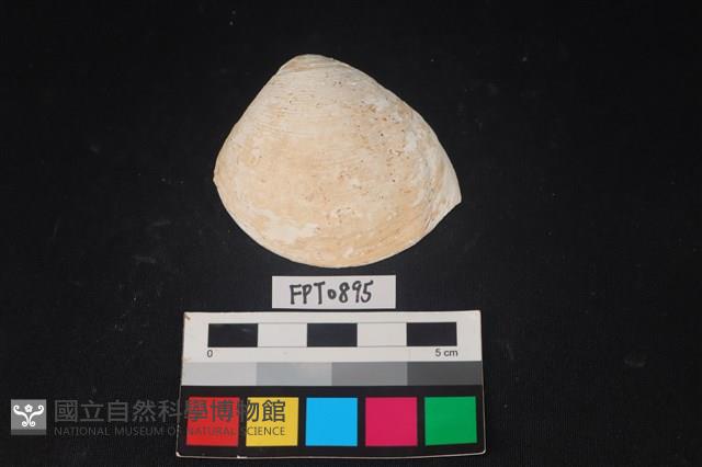 貝殼藏品圖，第1張