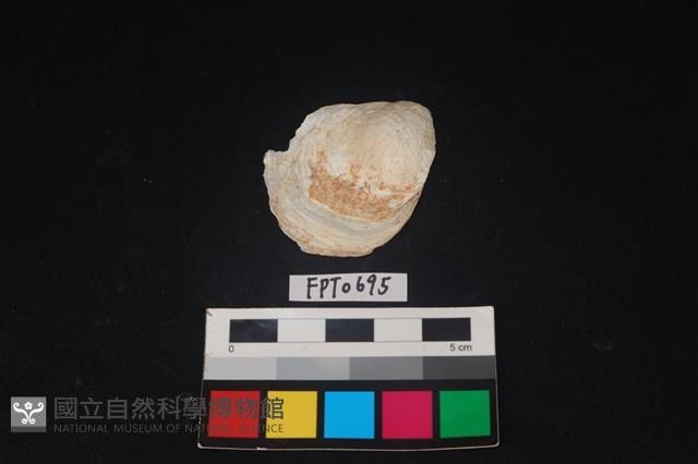 貝殼藏品圖，第1張