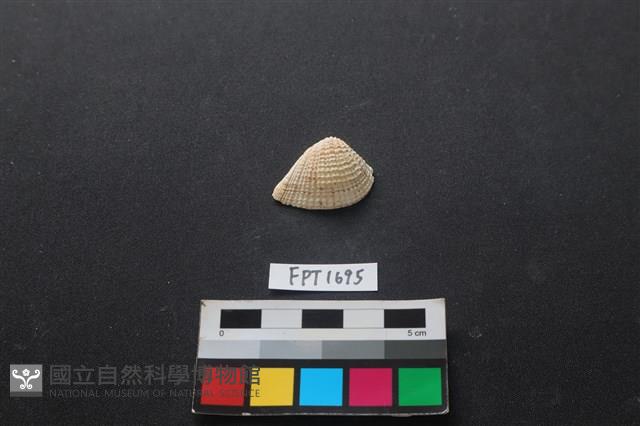 貝殼藏品圖，第1張