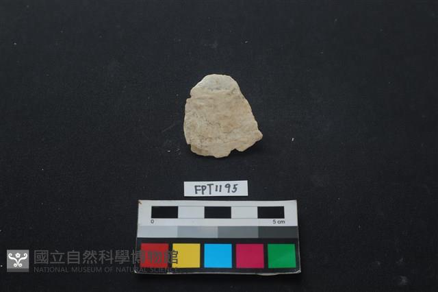 貝殼藏品圖，第1張