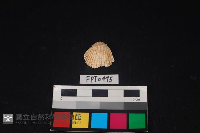 貝殼藏品圖，第1張