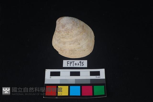 貝殼藏品圖，第1張
