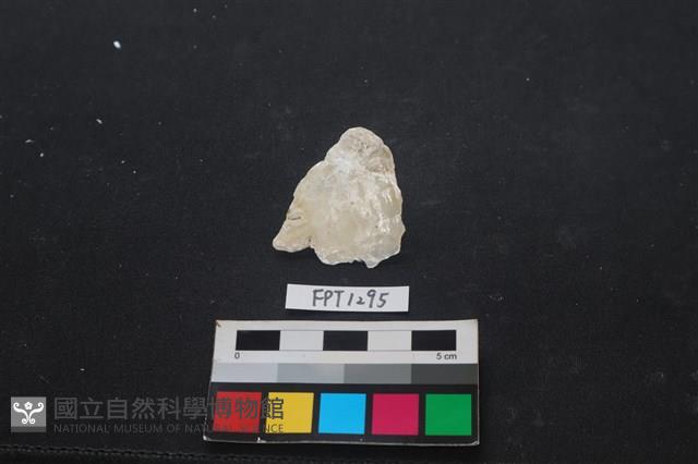 貝殼藏品圖，第1張