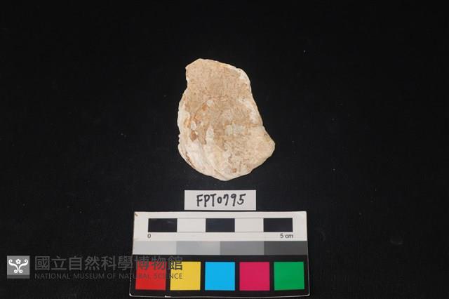 貝殼藏品圖，第1張