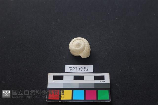 貝殼藏品圖，第1張