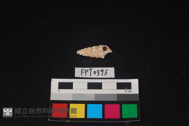貝殼藏品圖，第1張
