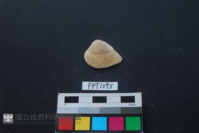 貝殼藏品圖，第1張