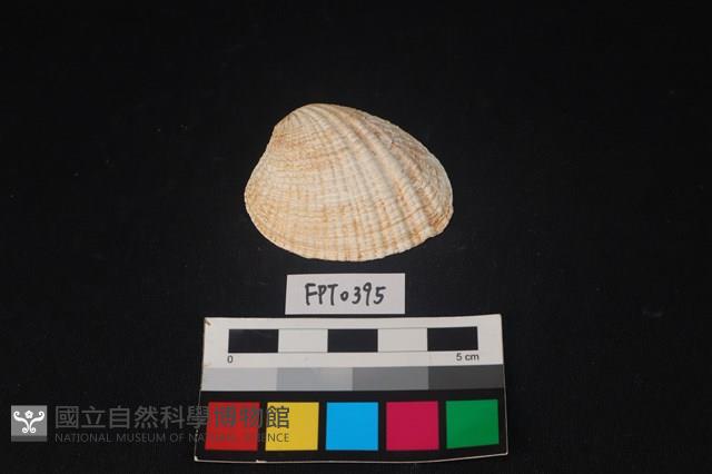 貝殼藏品圖，第1張