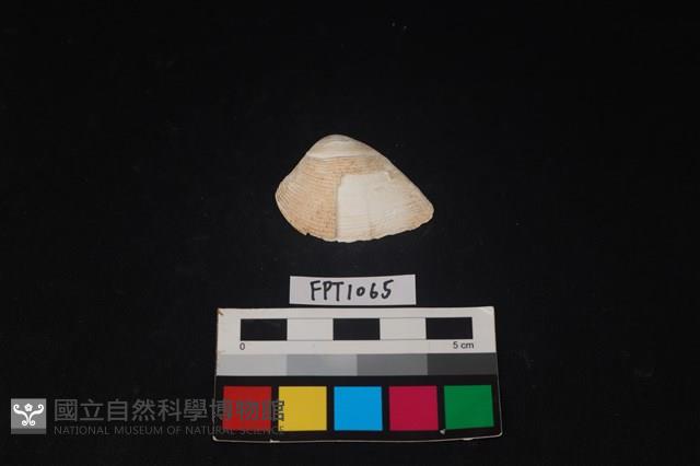 貝殼藏品圖，第1張