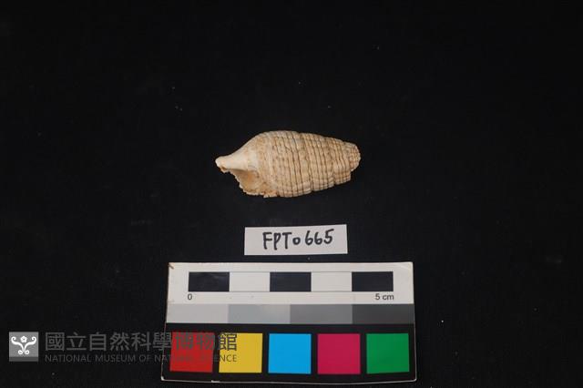 貝殼藏品圖，第1張