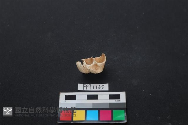 貝殼藏品圖，第1張