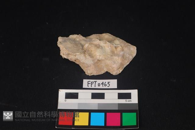 貝殼藏品圖，第1張