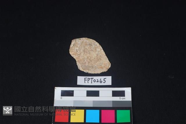 貝殼藏品圖，第1張