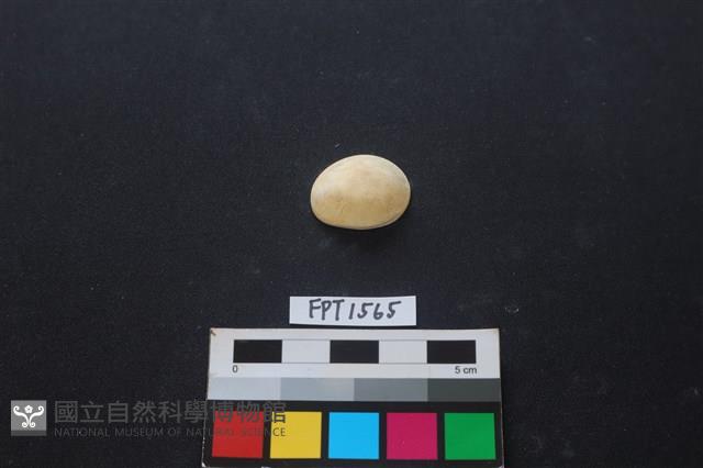貝殼藏品圖，第1張