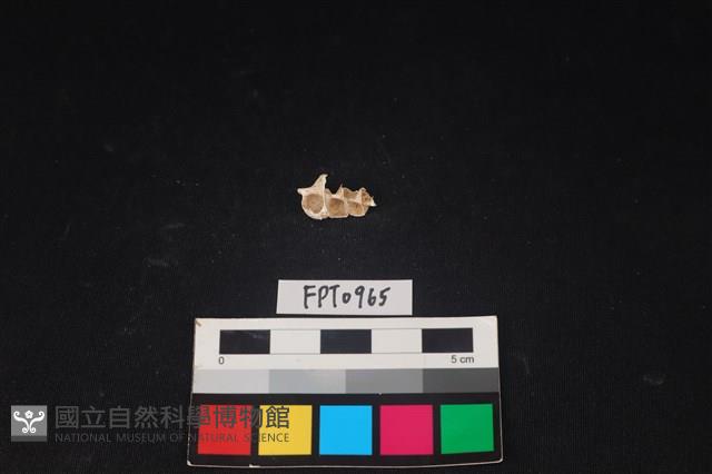 貝殼藏品圖，第1張