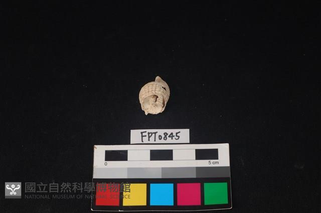 貝殼藏品圖，第1張