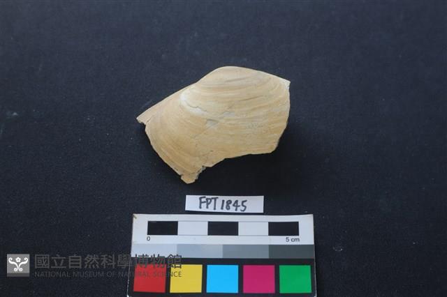 貝殼藏品圖，第1張