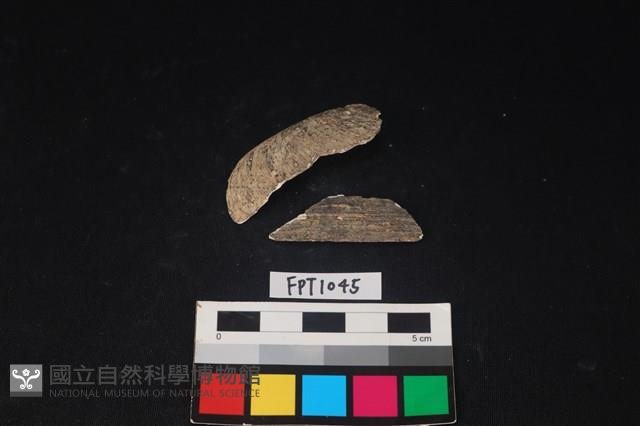 貝殼藏品圖，第1張