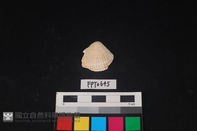 貝殼藏品圖，第1張