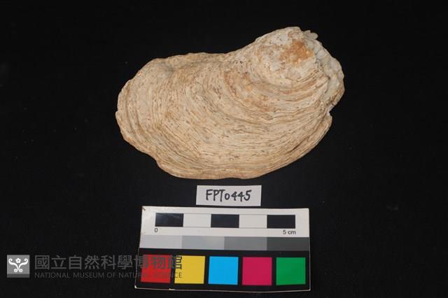 貝殼藏品圖，第1張