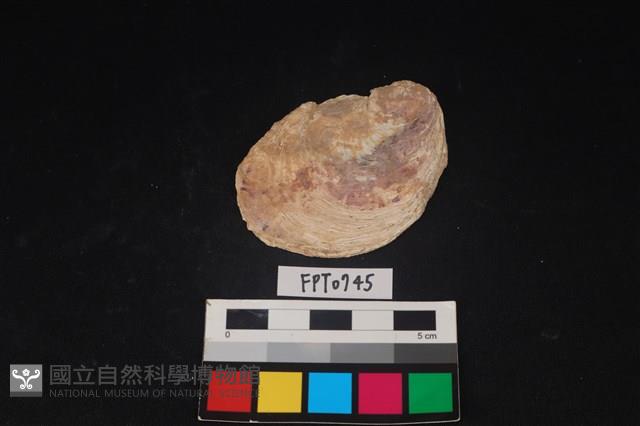 貝殼藏品圖，第1張