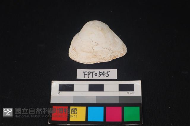 貝殼藏品圖，第1張