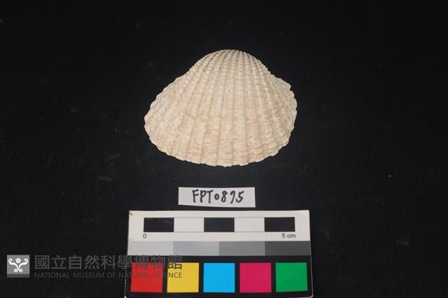 貝殼藏品圖，第1張