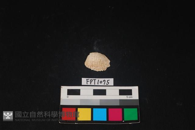 貝殼藏品圖，第1張