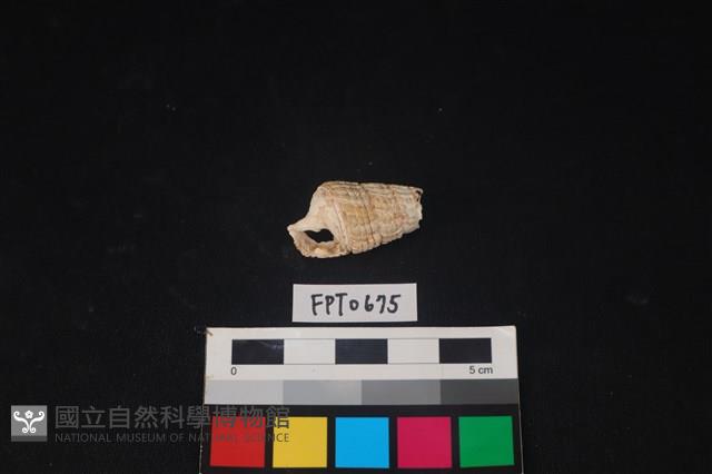 貝殼藏品圖，第1張
