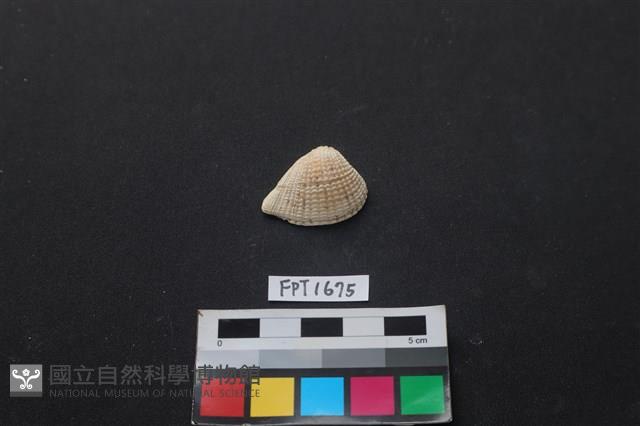 貝殼藏品圖，第1張