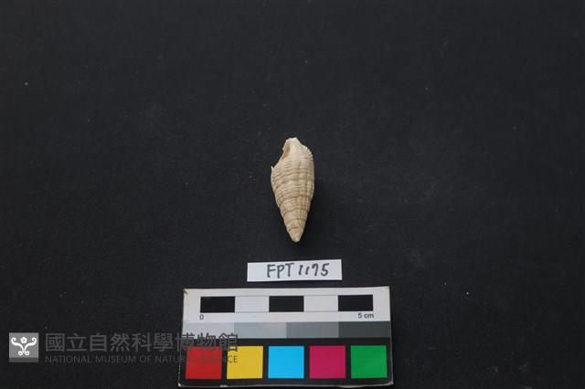 貝殼藏品圖，第1張