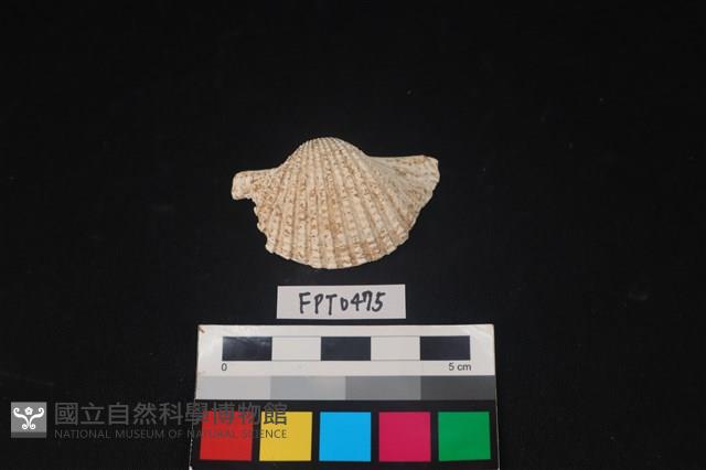 貝殼藏品圖，第1張