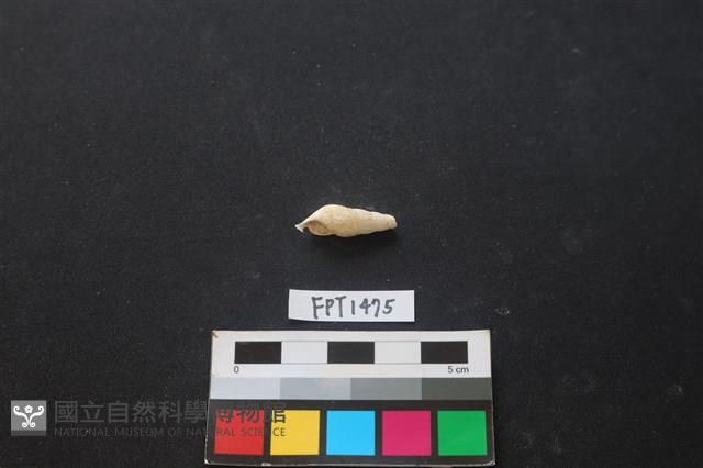 貝殼藏品圖，第1張