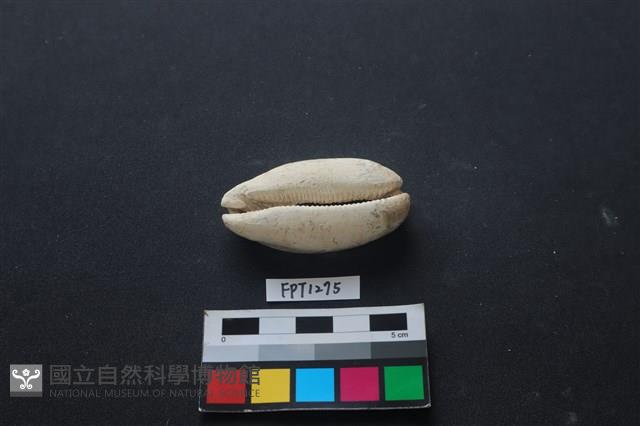 貝殼藏品圖，第1張