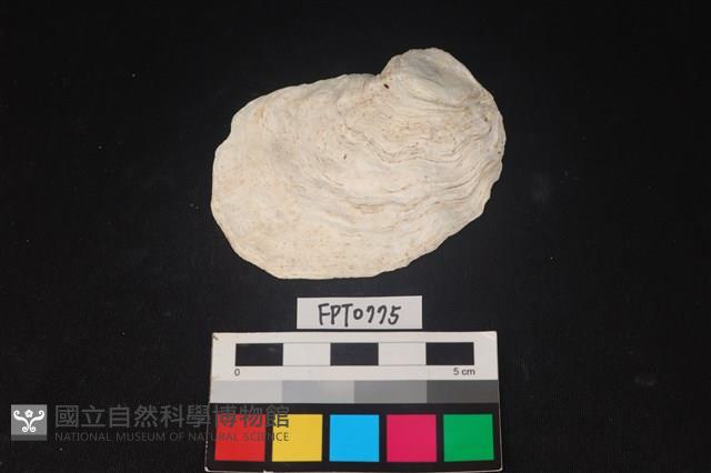 貝殼藏品圖，第1張