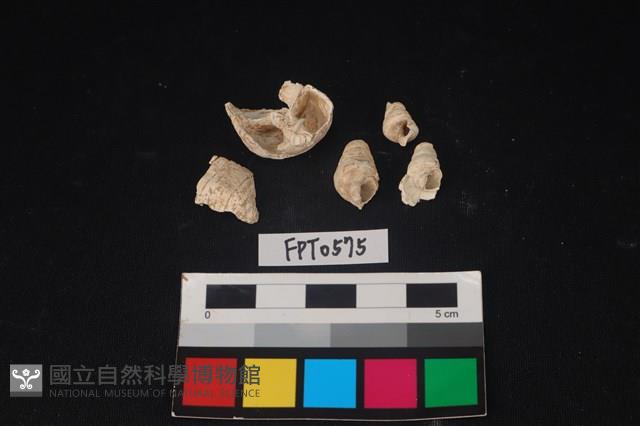 貝殼藏品圖，第1張
