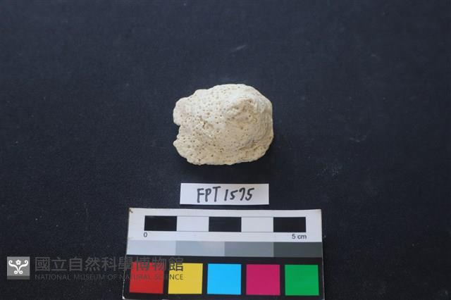 貝殼藏品圖，第1張