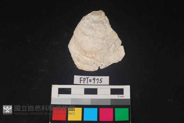 貝殼藏品圖，第1張