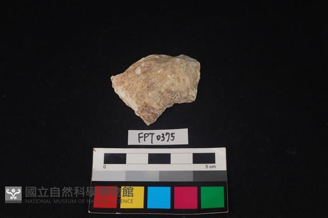 貝殼藏品圖，第1張