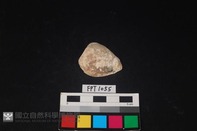 貝殼藏品圖，第1張