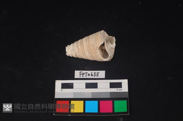 貝殼藏品圖，第1張