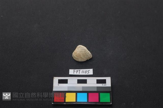 貝殼藏品圖，第1張