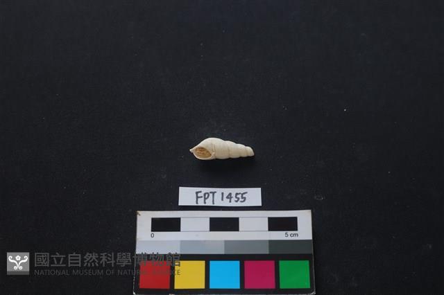 貝殼藏品圖，第1張
