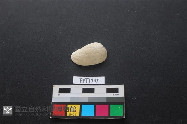 貝殼藏品圖，第1張