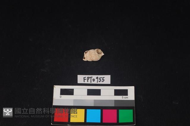 貝殼藏品圖，第1張