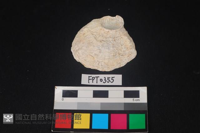 貝殼藏品圖，第1張