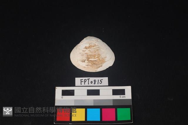 貝殼藏品圖，第1張